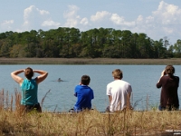 29853Re1CrLe - Vacation at Kiawah Island, SC - Dolphins! Just off 'our' back yard!.JPG